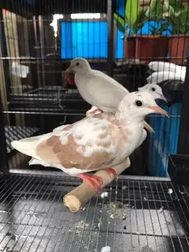 Burung puter unik