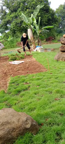 Rumput swiss harga permeter