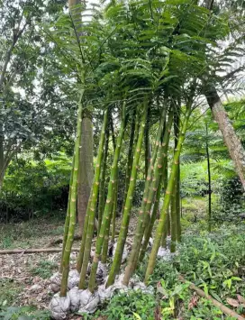 Pohon pakis Brazil ( parahiba )