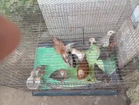 Dijual pitik kampung borongan 9 ekor