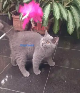 Kucing BSH British Shorthair Blue Solid Jantan 3,5 bulan Parent Ped