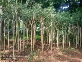 Pohon tabebuya bunga kuning