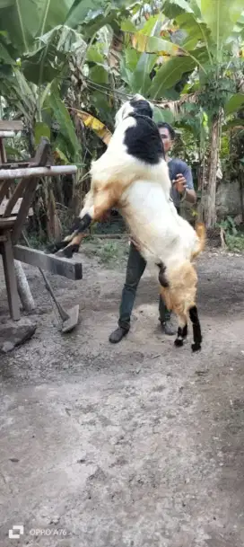 Qurban dan Aqiqah 2025