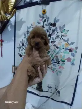 Anjing poodle mix jantan usia 2 bulan
