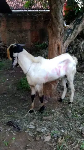 Kambing dan sapi qurban terbaik 2025