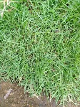 jual rumput taman