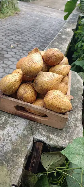 salak kuning salak gading