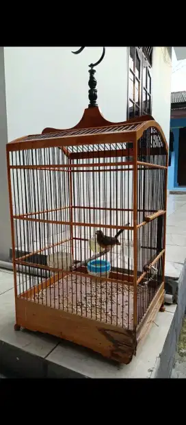 Murai beti trotol rajin bunyi + kandang
