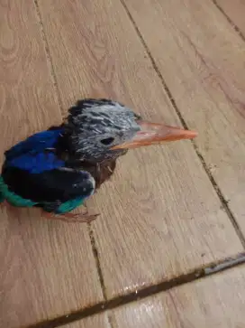 Jual burung lolohan