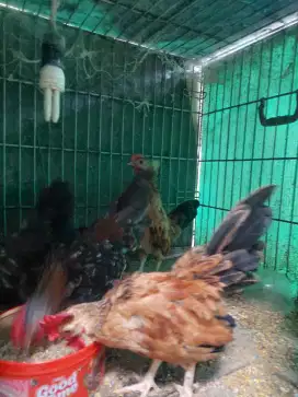 Ayam serama Kate Jantan bulu bagus Ternak sendiri