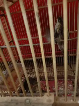Jual burung cak timor timor