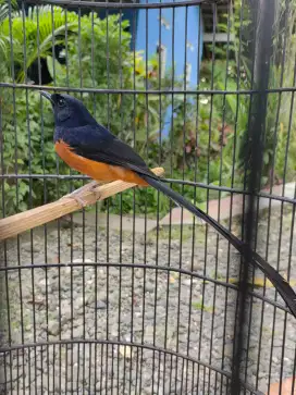 Murai jantan wt ternakan ring no gembung pe 22 up