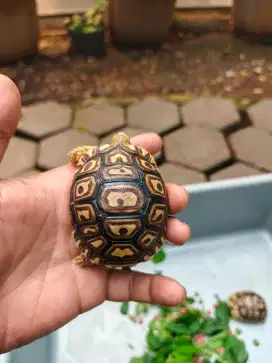 Giant pardalis somalia 6cm