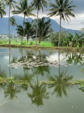 Dijual Kolam Ikan