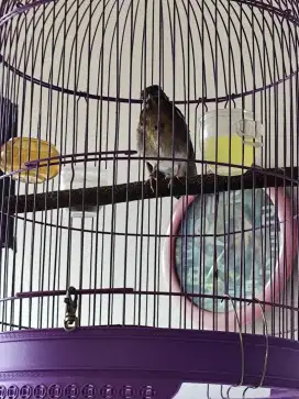 Jual burung anis kembang trotolan jantan