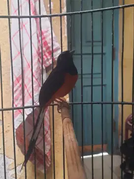 Murai F3 bahorok prestasian Gacor baru kelar mabung..