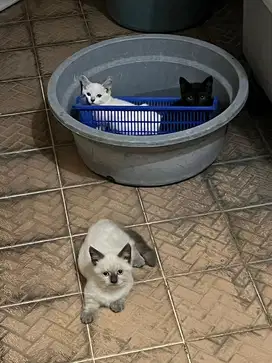 Kucing kitten munchkin himalaya dan marble