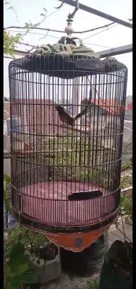 Burung muray mewah