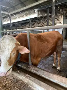 Sapi Qurban Kualitas Terjamin dan Sehat Memenuhi Syari'at