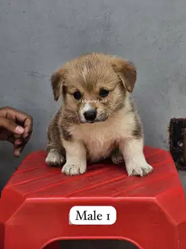 Dijual anak anjing puppy Corgi jantan male sable stambum vaksin chip