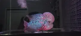 Ikan Louhan import