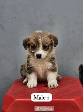 Dijual anak anjing puppy Corgi jantan male sable stambum vaksin chip