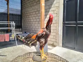 Ayam bangkok BK x mangon VVIP