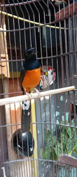 Burung muray sabah balak 8 gacor. .