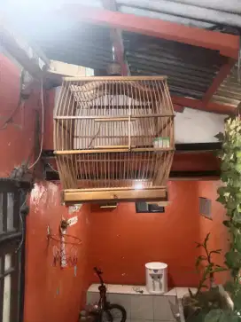 Sangkar buat burung puter, dekuku