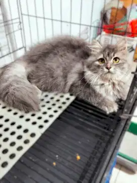 KUCING MIX MAINCONE