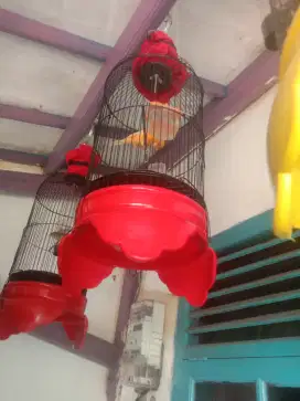 Yg minat aja jual borongan plus kandang