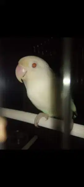 Albino mata merah mantap