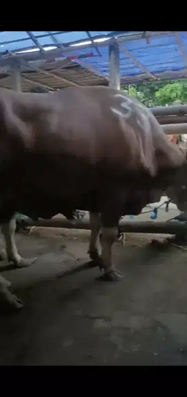 Jual sapi qurban 450 kg gratis ongkir