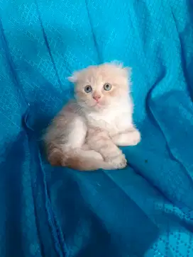 Kucing Scottish fold BSH British short hair SF