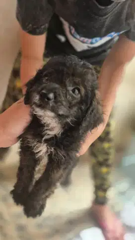 Anak anjing lucu dan lincah