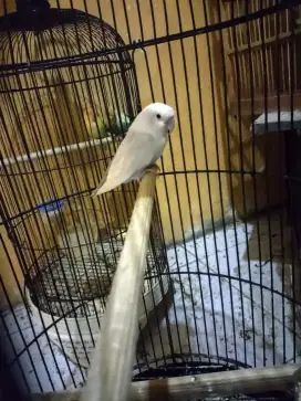Love bird albino mm
