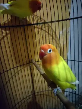Love bird gacor siap gantang