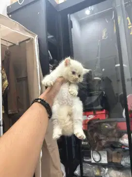 Kitten Kucing Persia umur 2 bulan kurang Jantan
