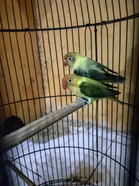 Sepasang love bird siap pelihara