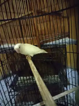 Lutino mm burung juara siap lepas