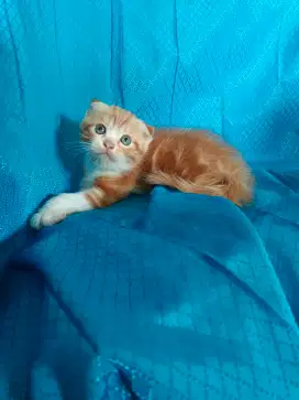 Kucing Scottish fold BSH British short hair SF