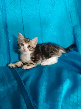 Kucing BSH British short hair Scottish short hair