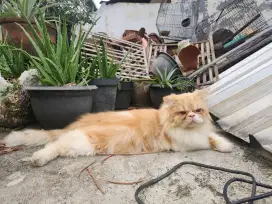 Peaknose Jantan