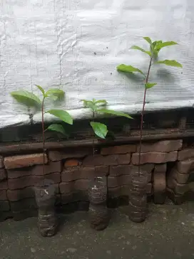 Pohon alpukat mentega