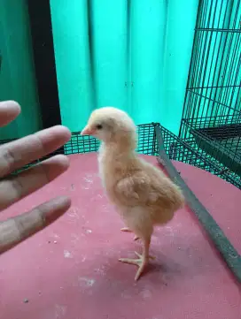 Doc ayam petelur murah
