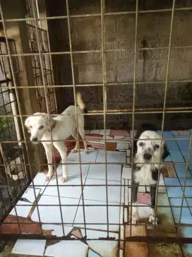 Adopsi Mix Dalmantion
