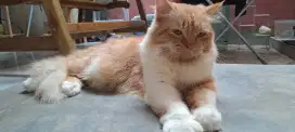Kucing Persia Medium Nose Jantan