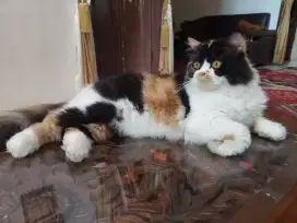 Betina sudah steril