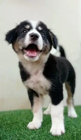 Golden Retriever Mix Kintamani