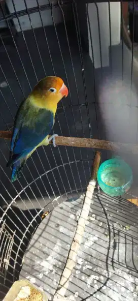 Lovebird pb betina
